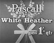 Pascall White Heather